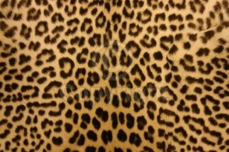 Animal Print Desktop Background