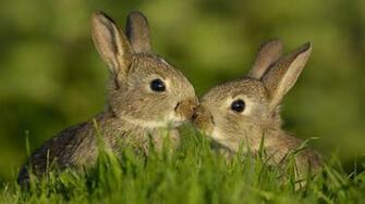 Two Young Rabbits Touch Noses