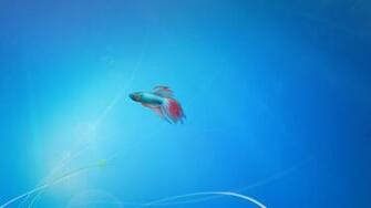 Windows Fish Wallpaper