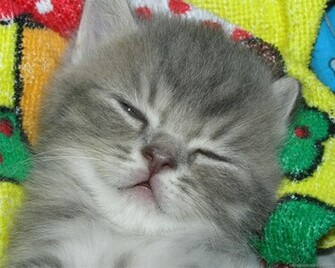 Cat Wallpaper Kitten Picture Desktop Background