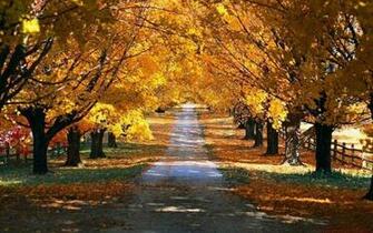 Autumn Road Nature Wallpaper HD Desktop