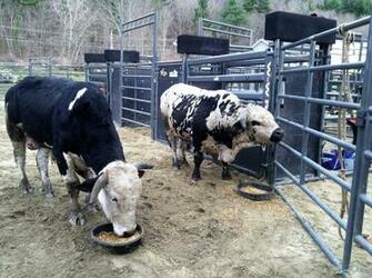 Wallpaper For Pbr Bulls