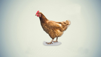 Chicken Wallpaper HD Image Pics Photos