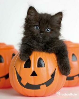 Raven Can Be Seen Waiting For Halloween