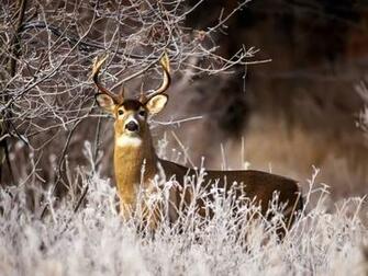 Deer Wallpaper Whitetail Hunting