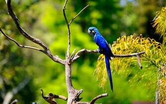 Macaw Bird Daily Background In HD