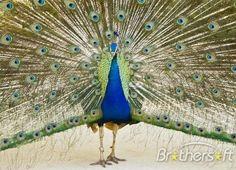 Screensaver Pc Android iPhone And iPad Wallpaper