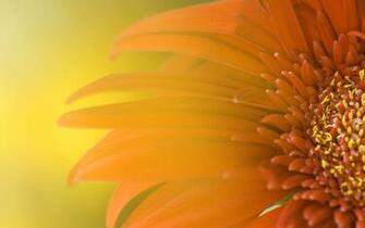 Official Windows Wallpaper Pack M3 Build Desktop