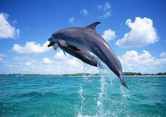 Cute Animal Wallpaper Image Picture