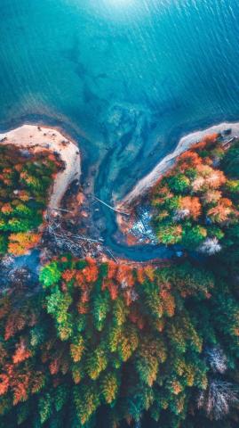 Nature Forest Top Wallpaper Venera