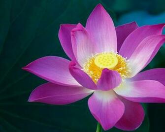 Nature Flowers Apple Inc Macro Macintosh Lotus Flower Mountain Lion
