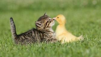 Ducks Duckling Kittens Baby Birds Wallpaper Animals HD