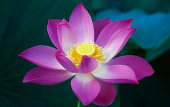 Pink Lotus Flower Wallpaper