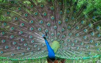 Wallpaper Desktop India World