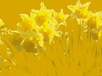 Yellow Poem Wallpaper