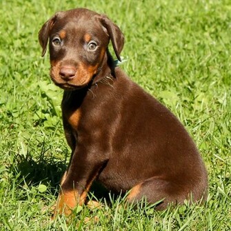 Doberman Pinscher iPad Wallpaper Cute