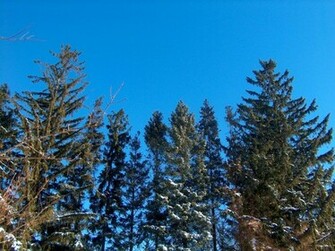 Pine Trees In Winter Wallpaper