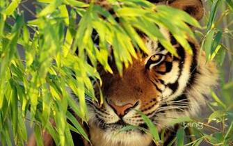 Animal Tiger Bing Background Daily Pics Update HD Wallpaper