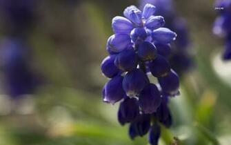 Grape Hyacinth Wallpaper Flower