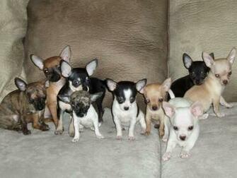 Chihuahua Wallpaper The Dog Best
