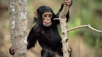 Monkey HD Wallpaper Pictures