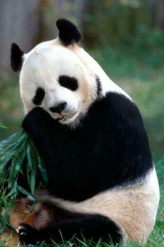 Panda iPhone Wallpaper HD