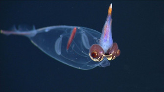 Deep Sea Wallpaper Mbari