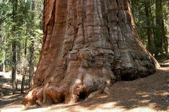 The President At Sequoia National Park Wallpaper Click Picture For