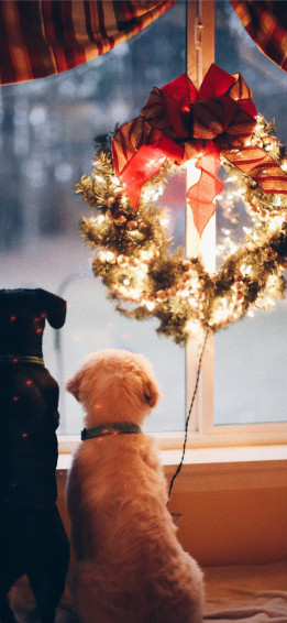 Two Black And White Dogs Near Lighted Wreath iPhone Wallpaper