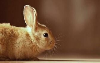 Desktop HD Wallpaper S Beautiful Baby