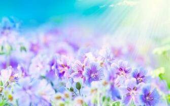Flower Fields And Sun Rays Wallpaper HD