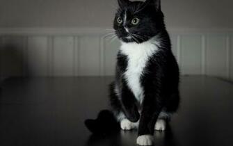 Tuxedo Cat On Top Of A Table HD Wallpaper