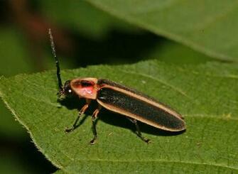 Lightning Bug Wallpaper Bugs Image