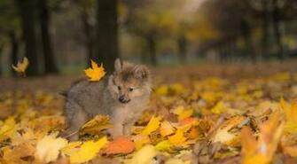 Wallpaper Dog Puppy Autumn