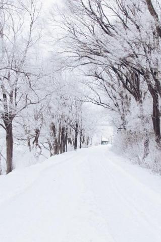 Frozen Snowy Trees Winter Wallpaper Christmas Aesthetic