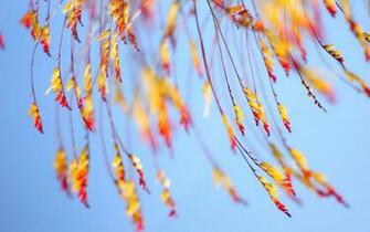 Windows Xp Autumn Wallpaper Weddingdressin