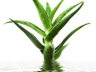 Fresh Aloe Vera Wallpaper HD