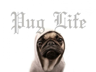 Funny Pug Wallpaper Picswallpaper