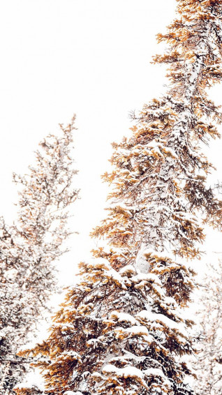Merry Preppy Christmas iPhone Wallpaper