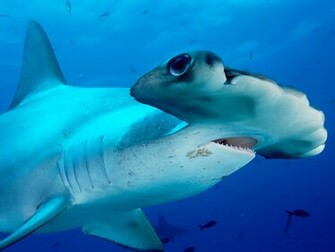 Background Sharks Wallpaper For Computer