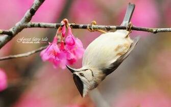 Bird And Pink Flower Wallpaper Cute