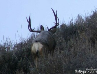 Mule Deer Wallpaper Utah Wildlife Photography All