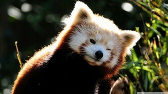 Red Panda Wallpaper