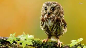 Animal Wallpaper