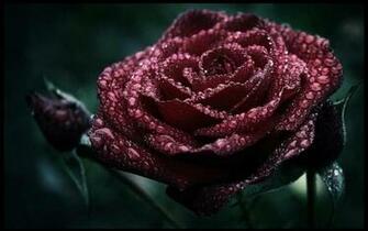 Dark Roses Wallpaper