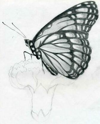 Drawing Butterfly Sketches Wallpaper Cute Birds