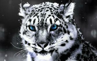 White Tigers Wallpaper