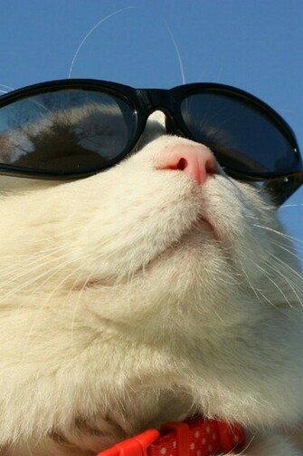 Cool Cat iPhone Wallpaper Background And Themes