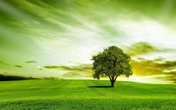 Green Tree HD Wallpaper Inx