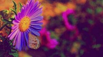 Purple Flower Mac Wallpaper